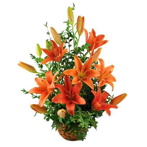 Pretty Basket of Orange Lilies