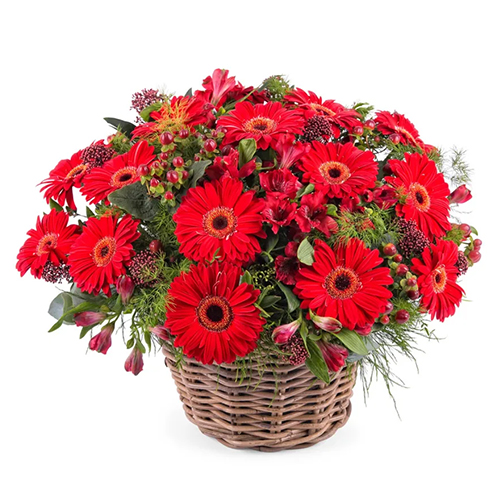 Attractive Red Gerberas Arrangement