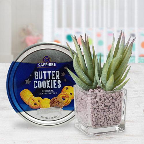 Decorative Present of Aloe Vera Plant with Cookies