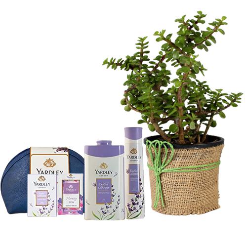 Good Luck Jade Plant with Yardley Lavender Gift Kit