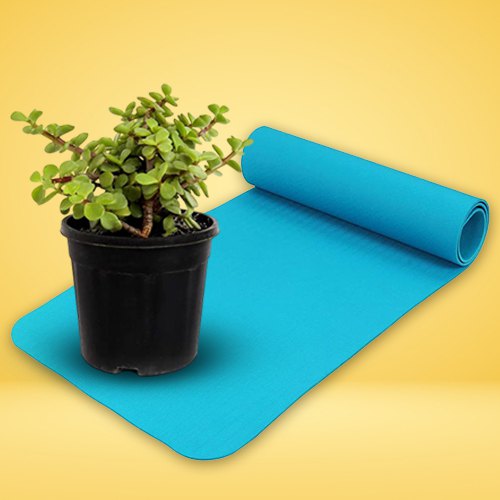 Graceful Mini Jade Plant with Yoga Mat