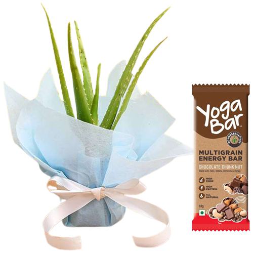 Yoga Bar Chocolate Chunk Nut Multigrain Energy Bars