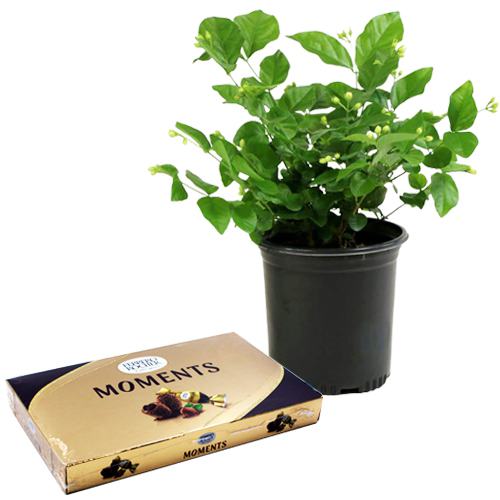 Aromatic Jasmine Plant with Ferrero Rocher Moments