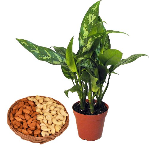 Air Purifying Aglaonema Modestum n Nutty Bling