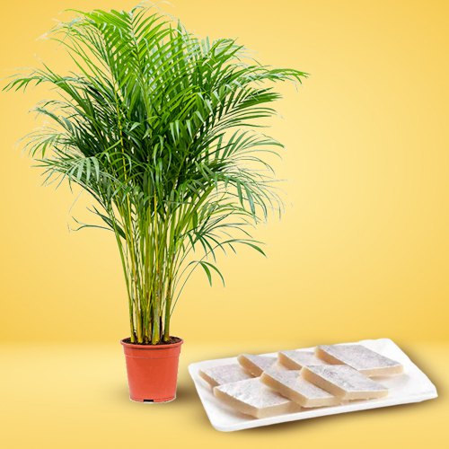 Splendid Pack of Areca Palm Plant with Kaju Katli