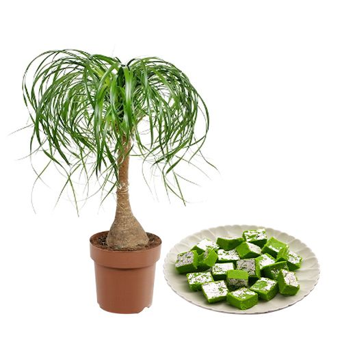 Evergreen Pony Tail Palm Plant with Mawa Pista Barfi combo