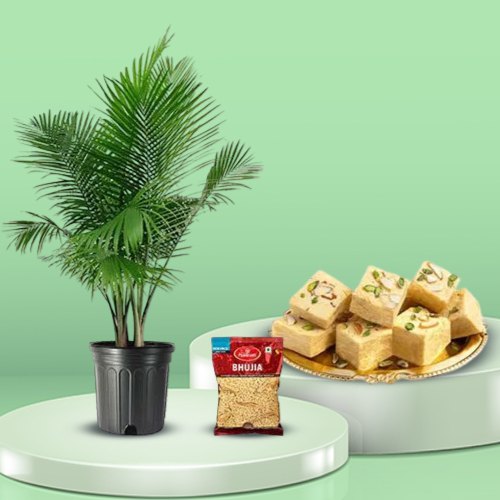 Fantastic Trio of Potted Majesty Palm with Bhujia N Soan Papdi