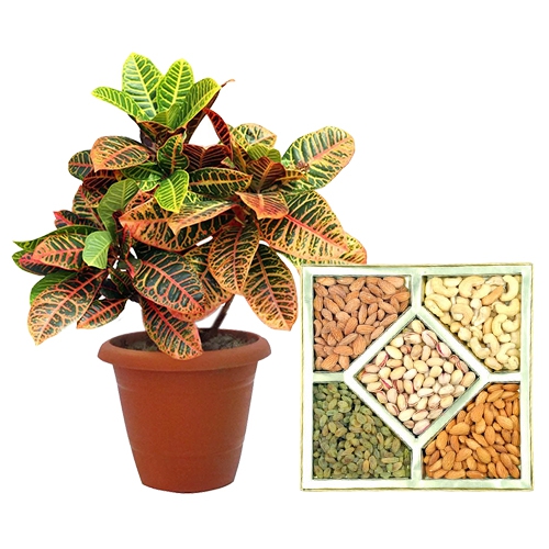 Colorful Crotons Plant N Assorted Dry Fruits Combo