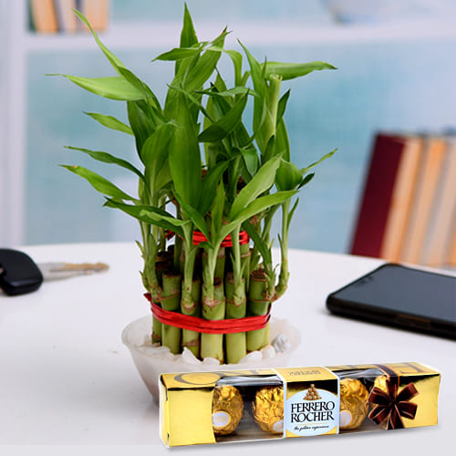 Vibrant Two Tier Lucky Bamboo Plant with Ferrero Rocher Chocolates Pack