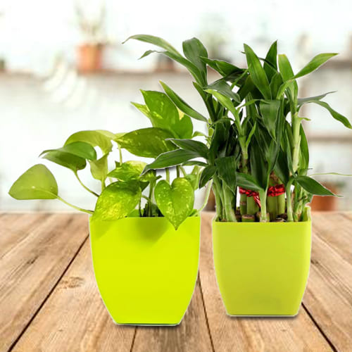 Beautiful Gift Set of 2 Good Luck Plants in Attractive Plastic Pots