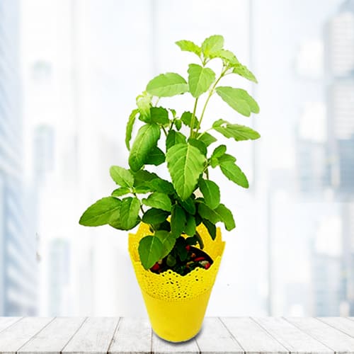 Wonderful Tulsi Plant in Plastic Pot