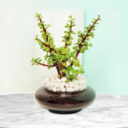 Lovely Jade Plant in Glass Pot