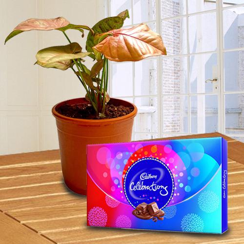 Splendid Indoor Decor Syngonium Plant with Chocolates