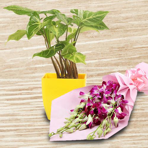 Decorative Gift of Indoor Syngonium Plant with Orchid Bunch