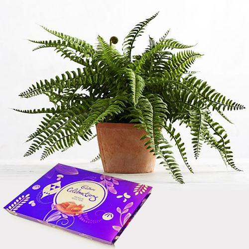 Festive Combo of Air Purifying Bostern Fern N Chocolate