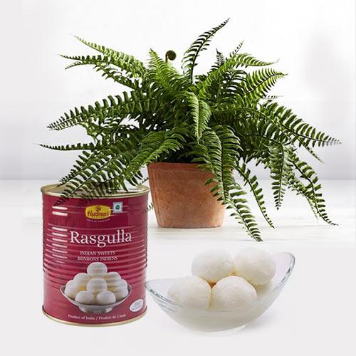 Fascinating Air Purifier Live Plant N Rasgulla Combo