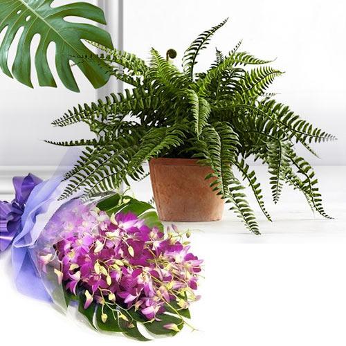 Classic Gift of Indoor Bostern Fern Plant N Orchid Bouquet
