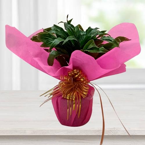 Good Luck 2 Tire Bamboo Plant with Tissue Wrap<br><br>